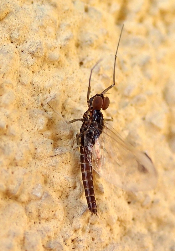 Baetidae
